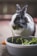 A black and white rabbit is eating a piece of leafy green vegetable, with a dish of similar greens in front. The rabbit is on a flat surface with a soft focus background.