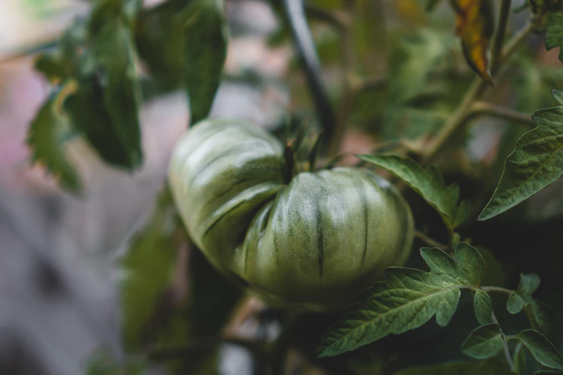 Lush green and white vegetables growing in a productive kitchen garden