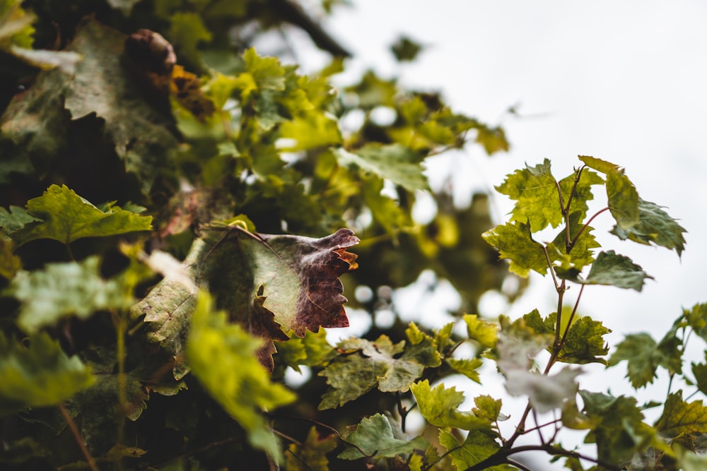 white and brown bird on tree branch during daytime