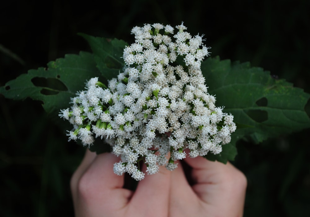 white flowers on persons hand