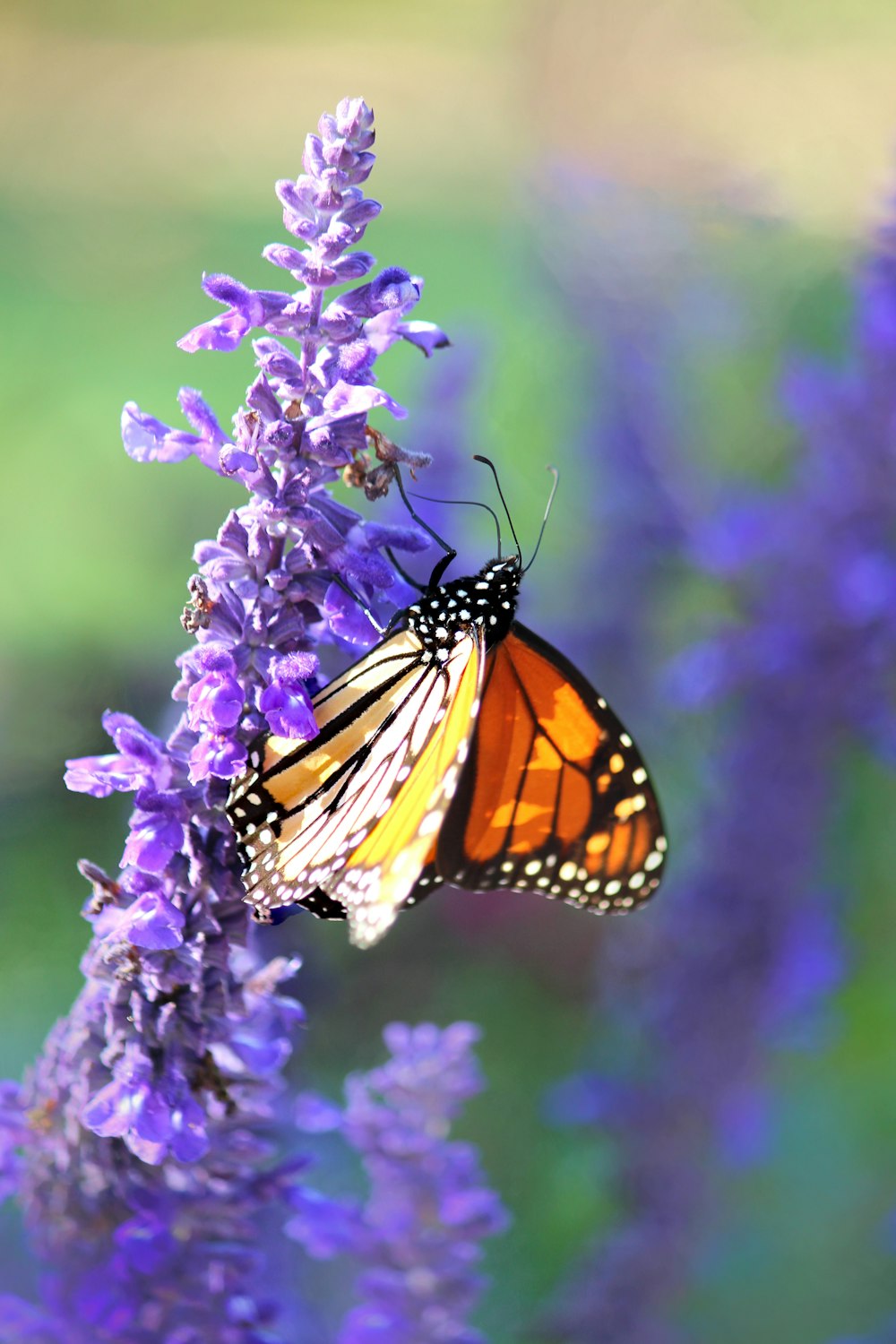 monarch butterfly perched on purple flower in close up photography during daytime