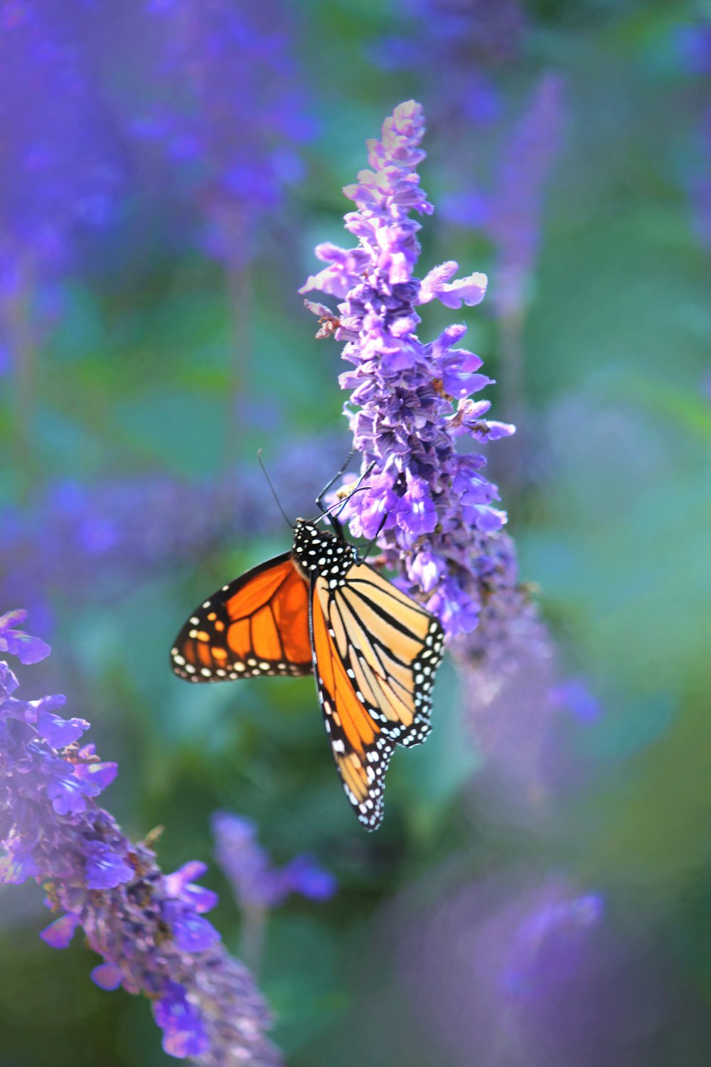 monarch butterfly perched on purple flower in close up photography during daytime