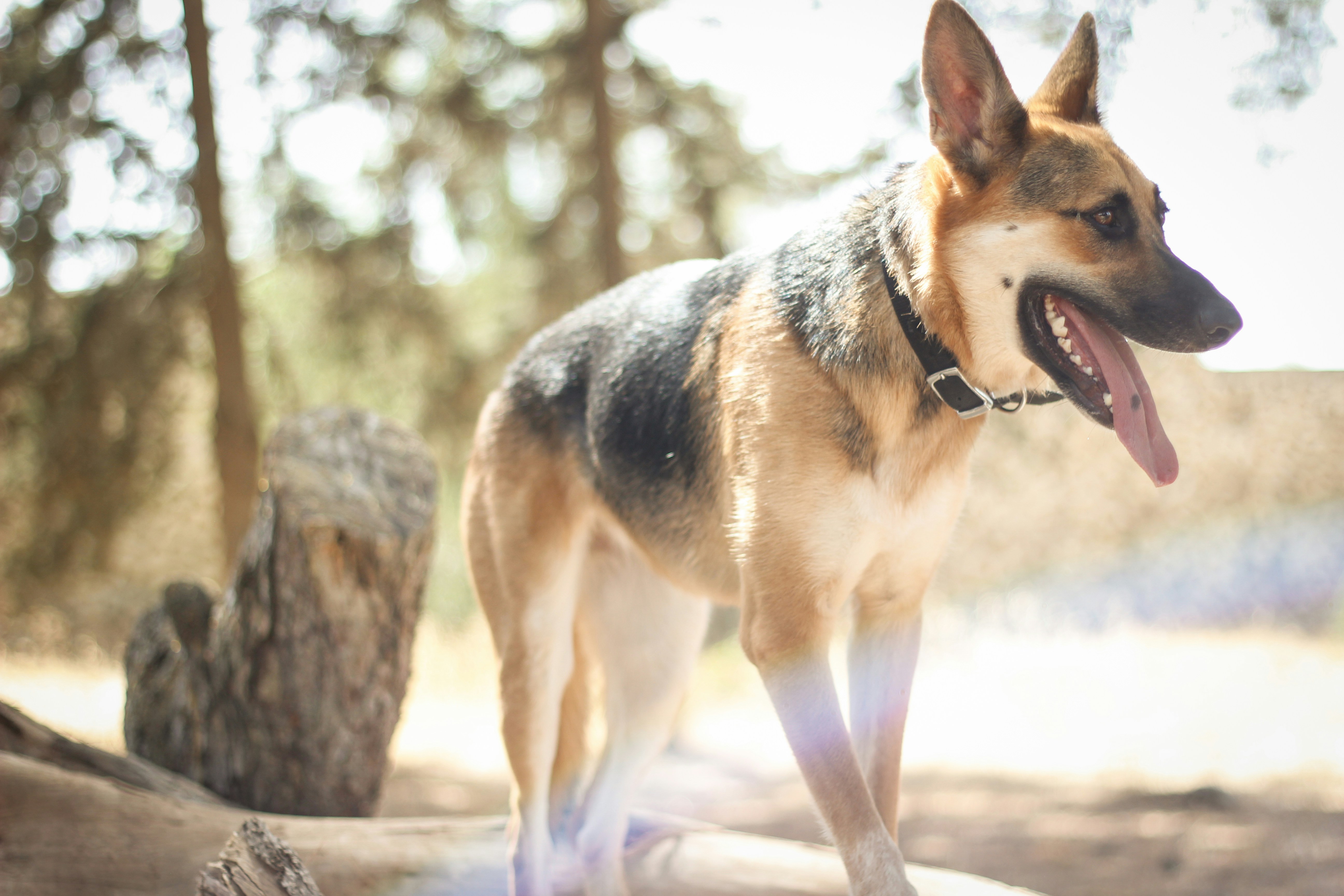 Bullet - Deutscher Schäferhund Welpen kaufen | EuroPuppy, image size:3000x2000