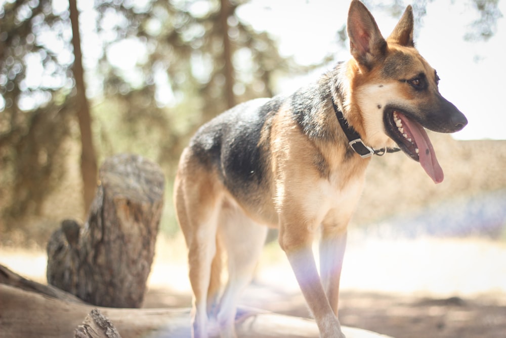 black and tan german shepherd