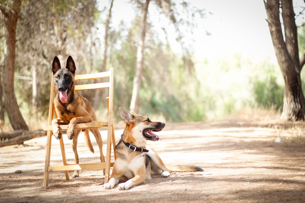 brown and black short coated dog sitting on brown wooden chair during daytime