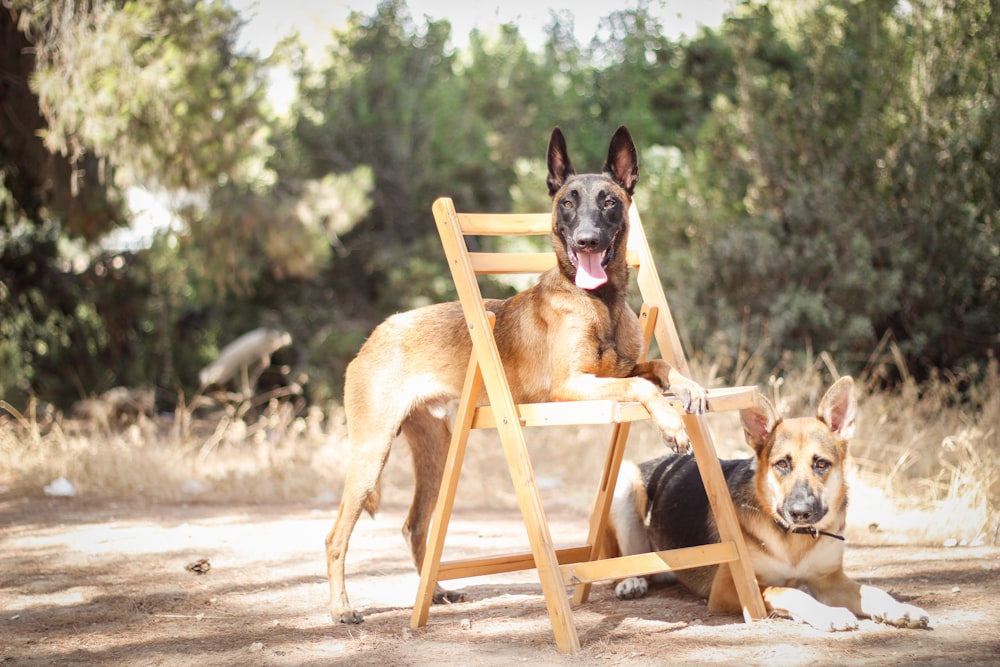 brown and black german shepherd dog on brown wooden ladder during daytime