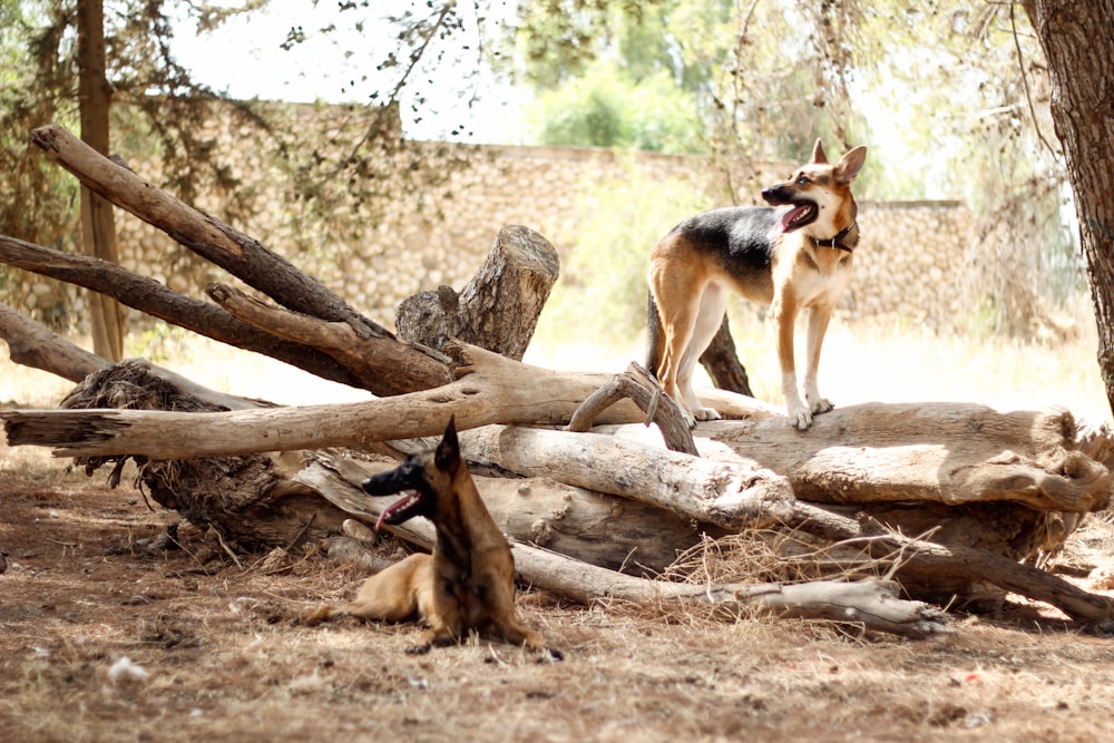 brown and black german shepherd lying on ground during daytime