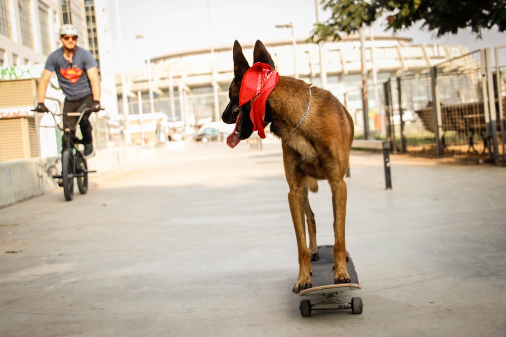 brown short coated dog with red and black hat riding on black and gray kick scooter