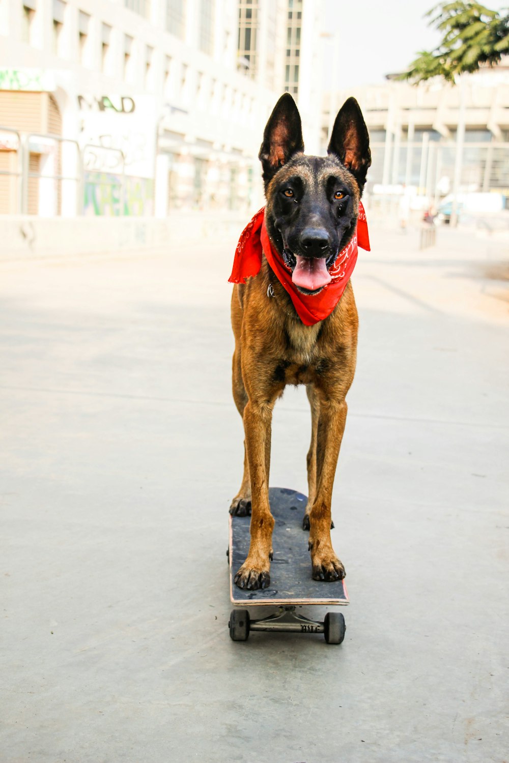 brown and black short coated dog on white floor