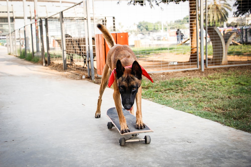 brown german shepherd on gray concrete floor