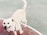 A light-colored dog in motion on a basketball court, with its tongue out and wearing a harness.