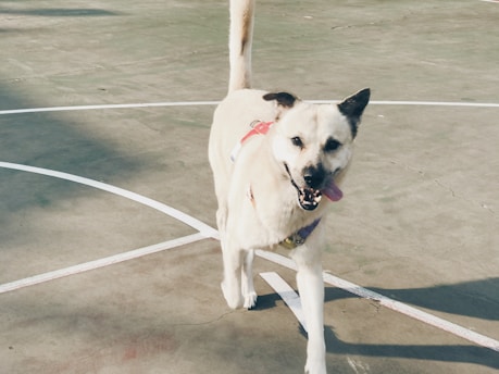 A dog with a light coat and black ears is walking on a concrete surface. The dog appears to be wearing a harness and is sticking its tongue out. The setting looks like a sports court, indicated by the white lines on the ground.