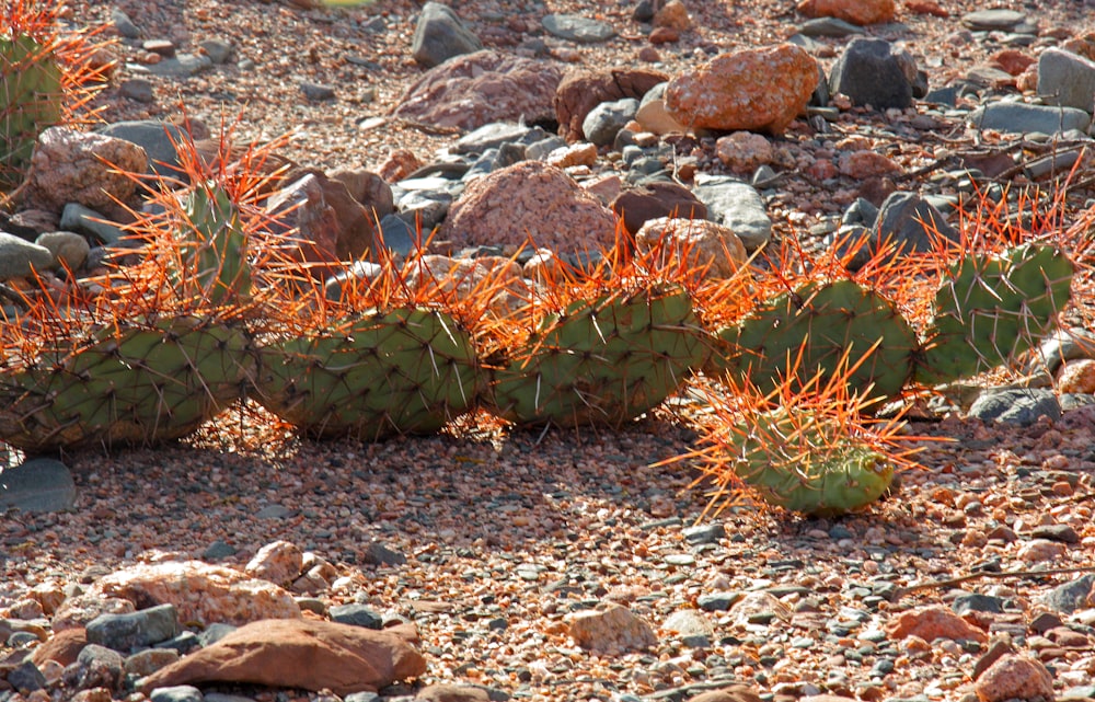 green cactus plant on brown rocks
