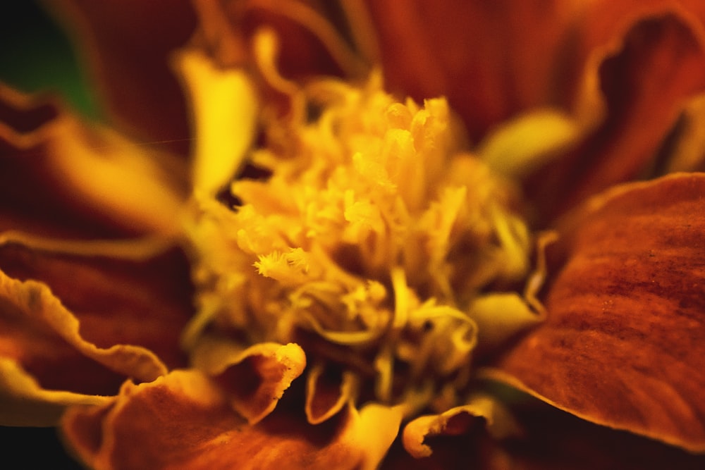 yellow and brown flower in macro photography