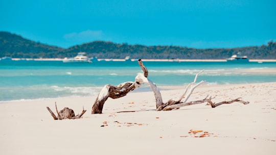 None in Whitehaven Beach Australia