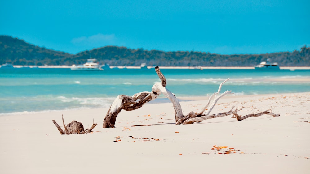 brown wood log on beach during daytime