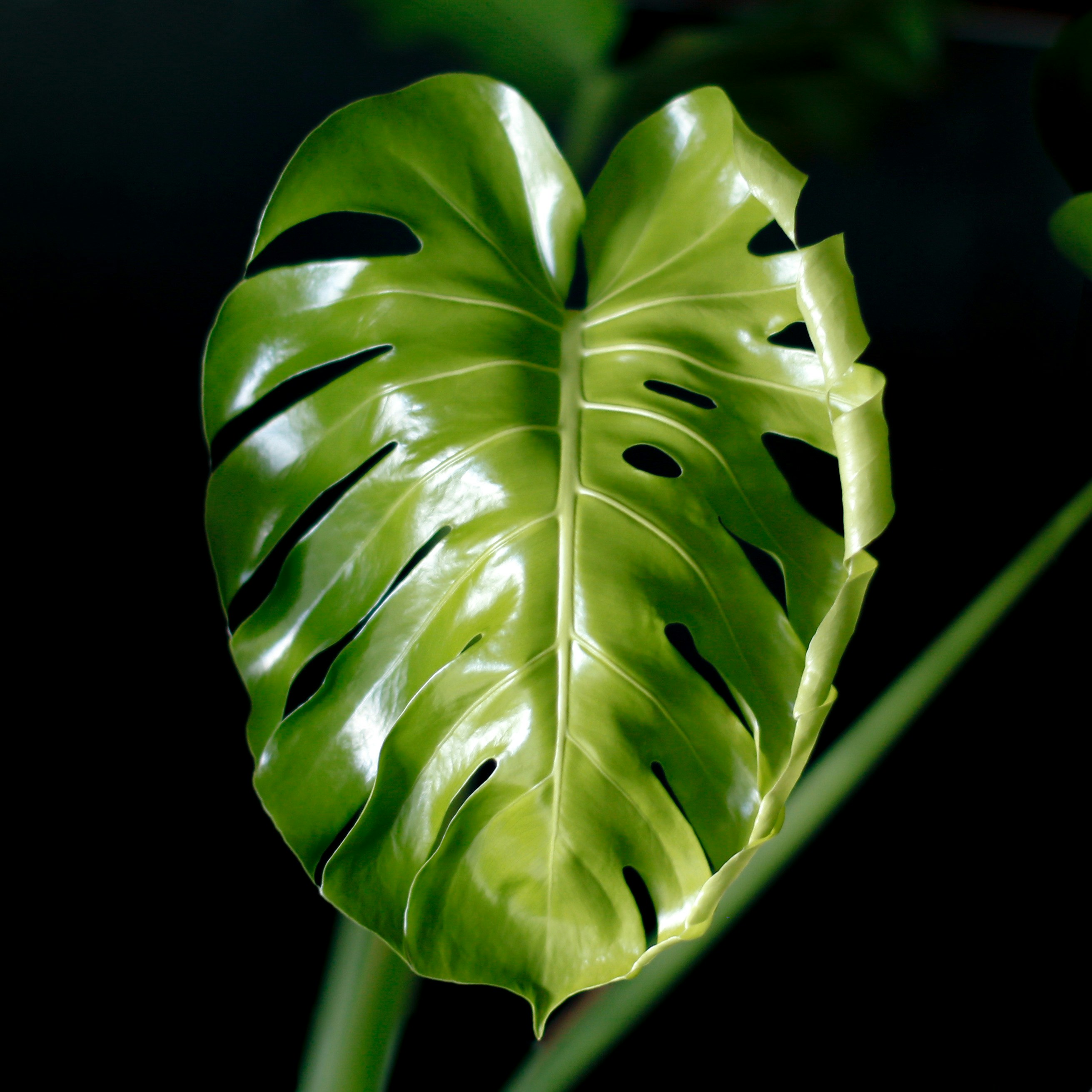 Close up vibrant green monstera leaf texture with organic potting medium