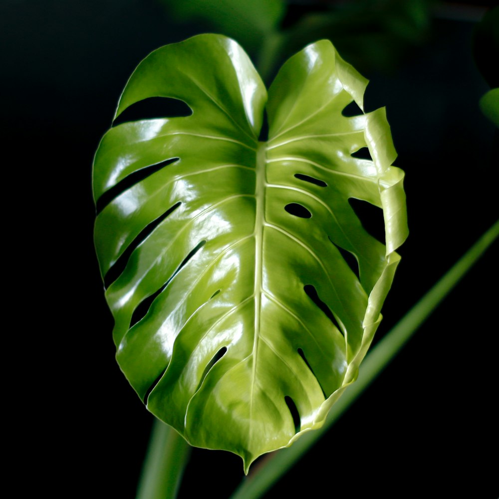 green leaf plant with water droplets