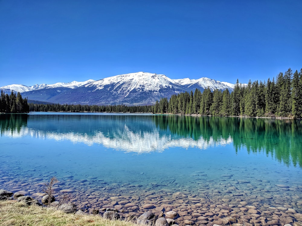 green trees near lake under blue sky during daytime