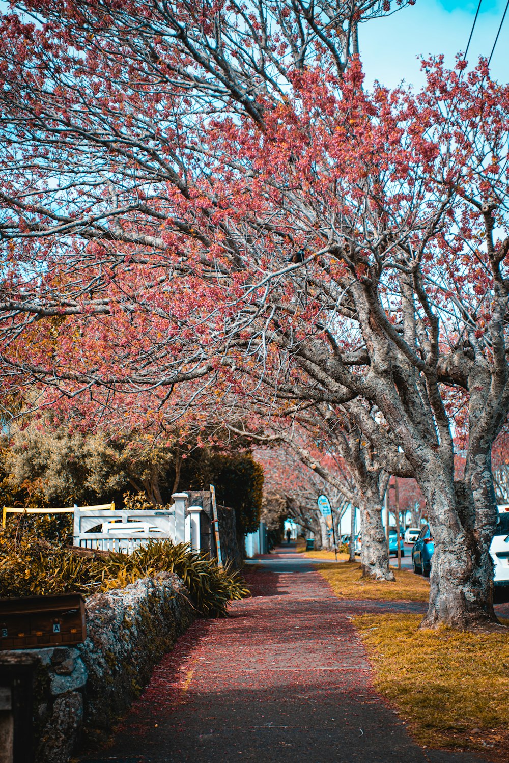 people walking on sidewalk near trees during daytime