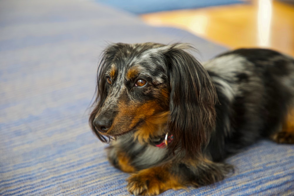 black and brown long coated small dog