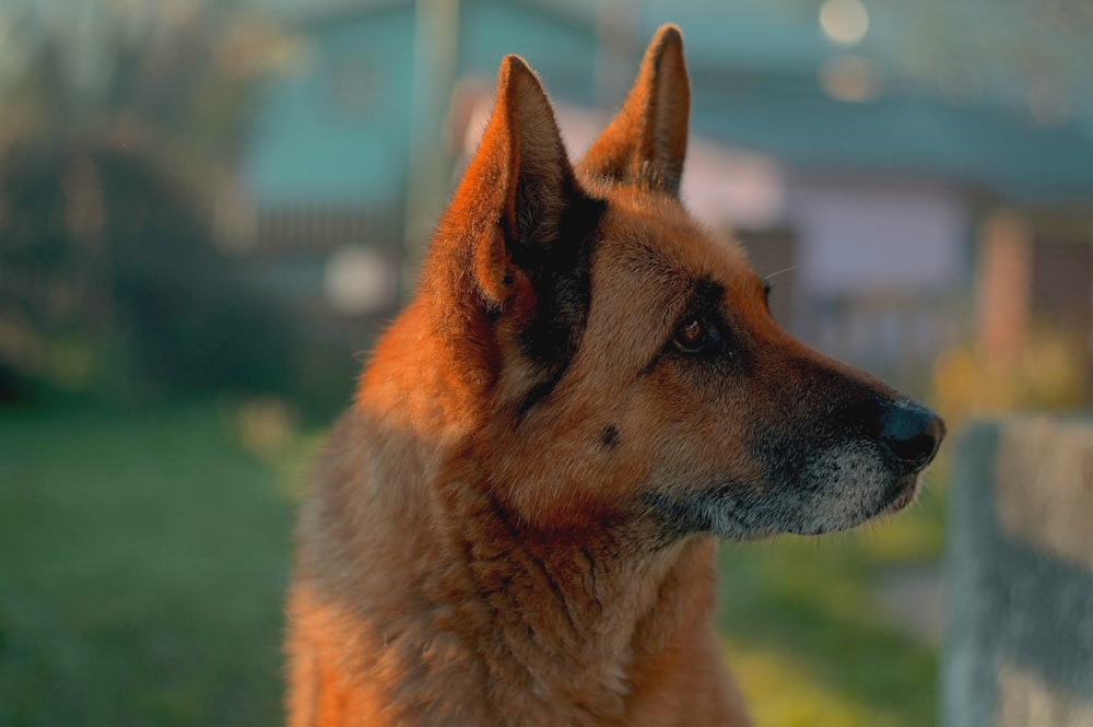 brown and black german shepherd