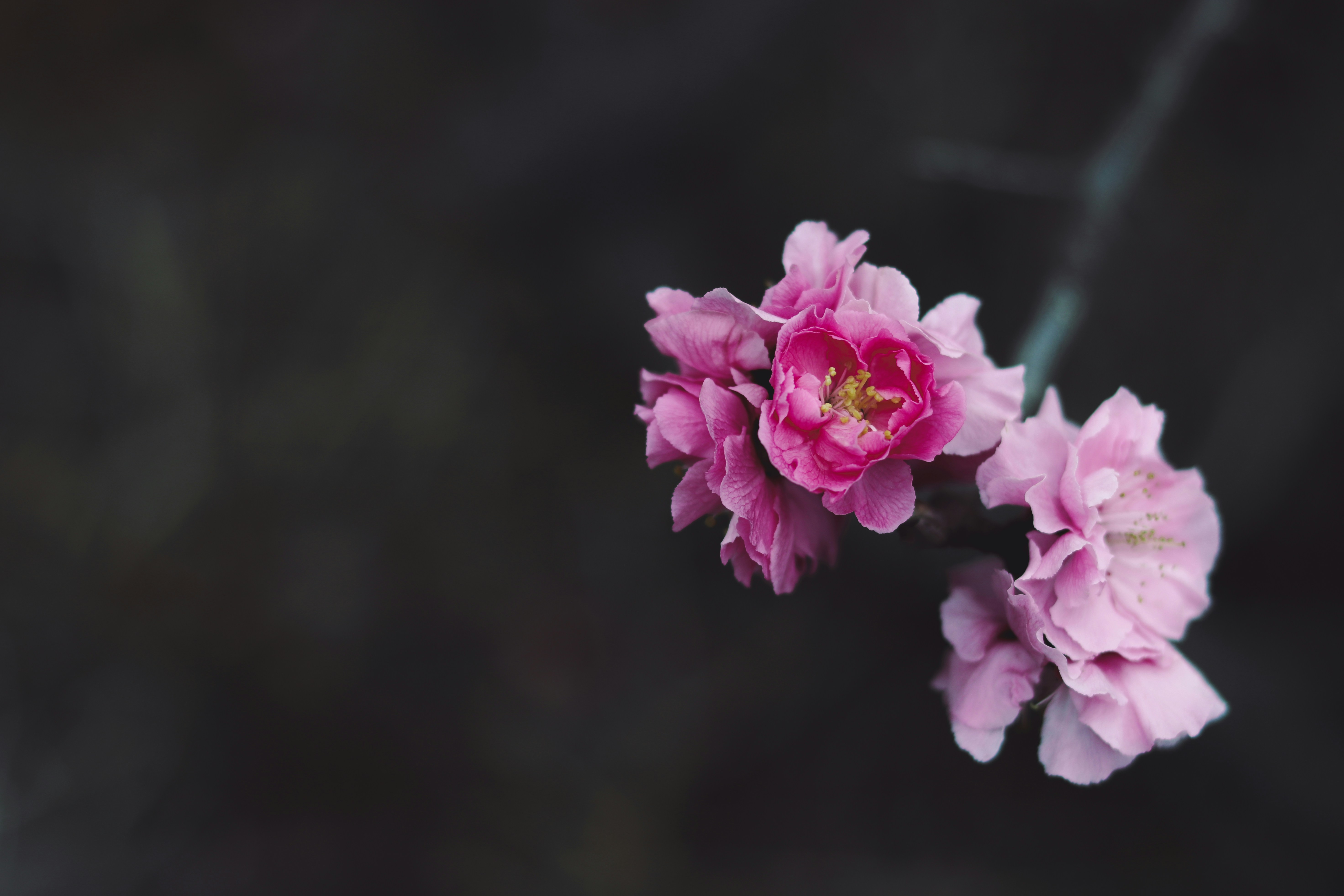 Photo by babybluecat