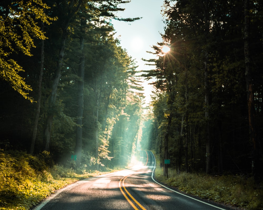 gray asphalt road between green trees during daytime