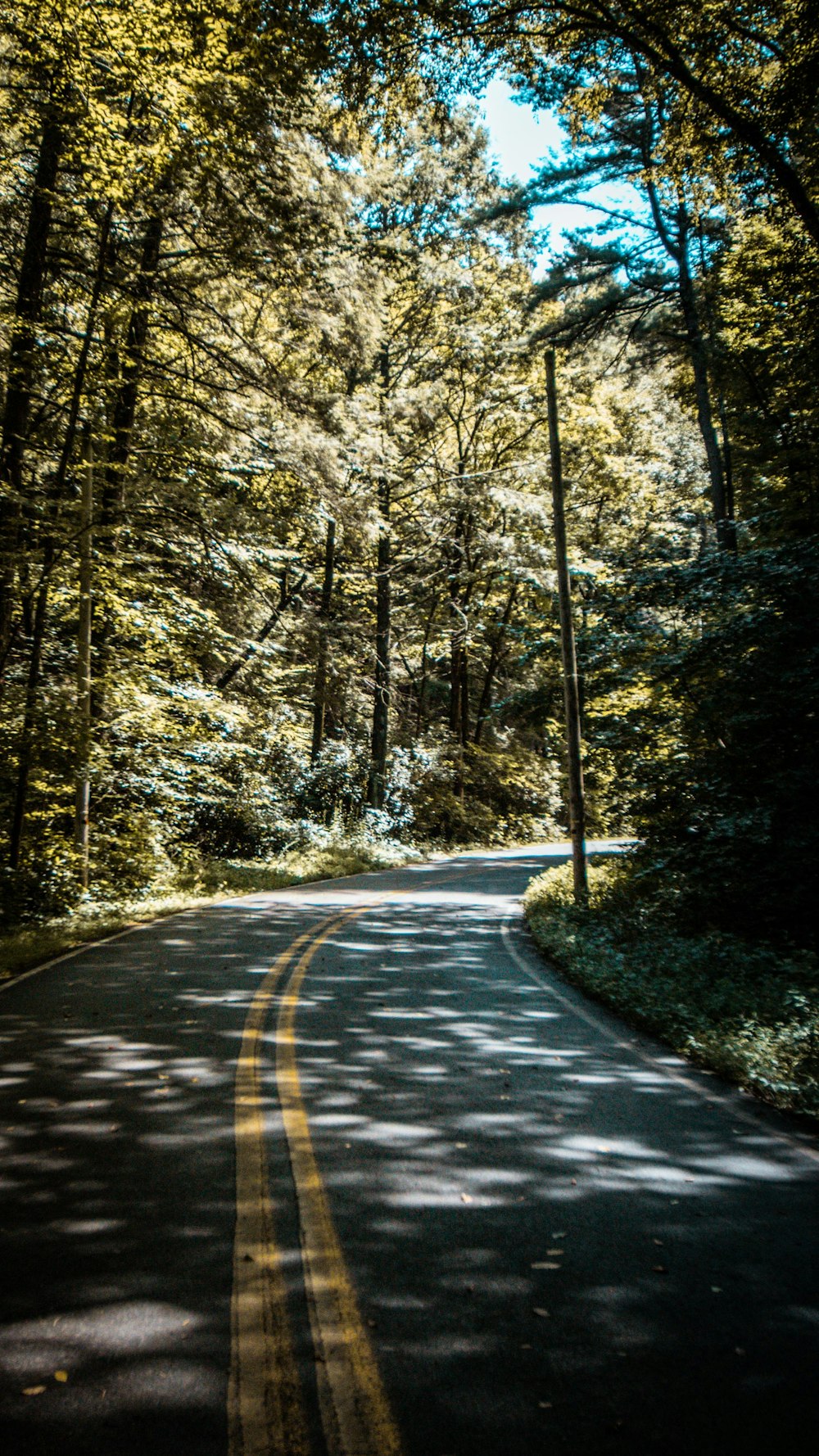 gray concrete road in between trees during daytime