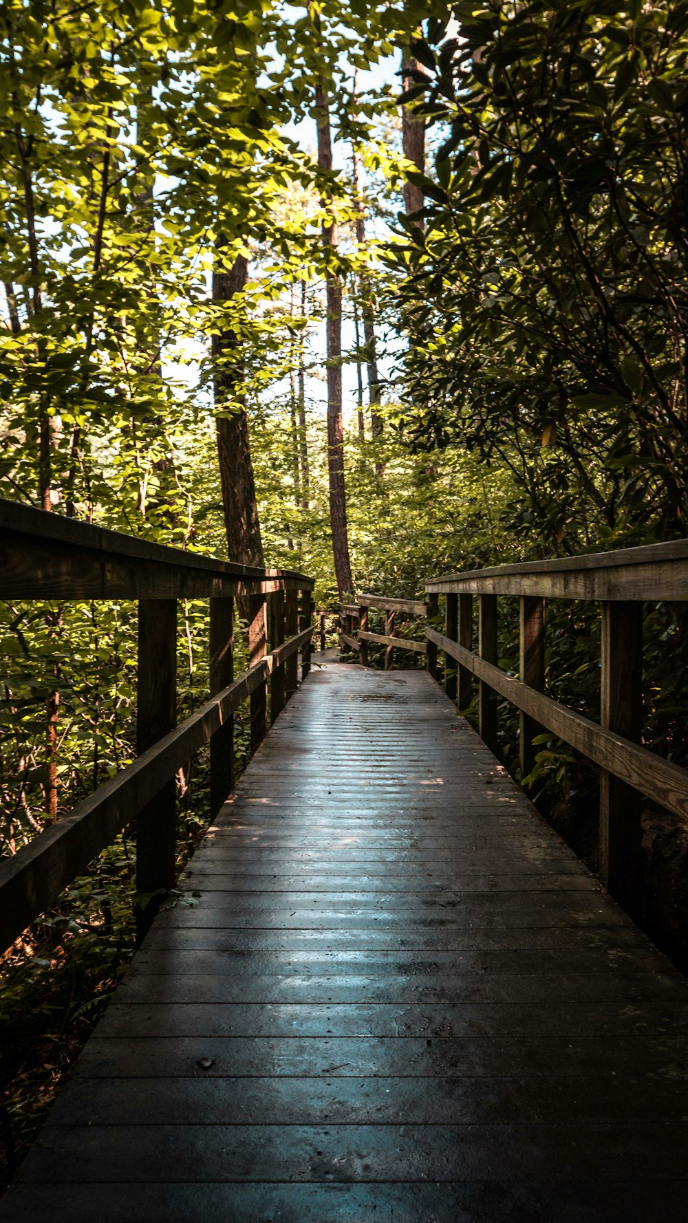 brown wooden bridge in forest during daytime