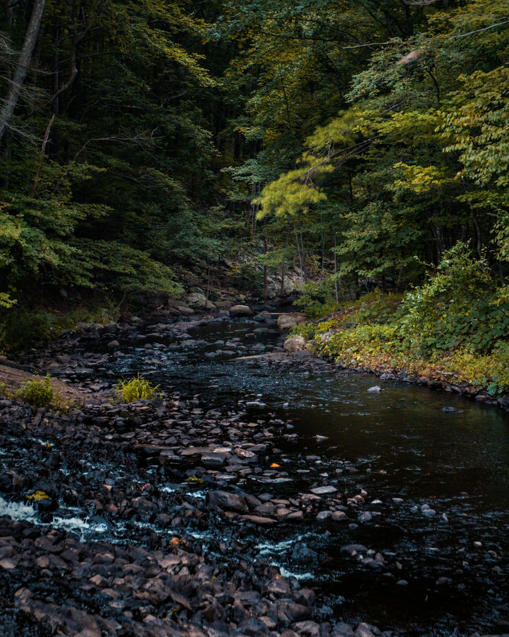 green trees beside river during daytime