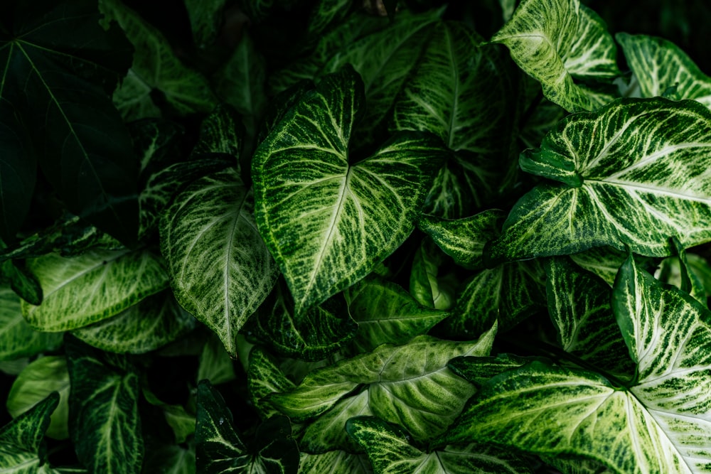 green leaves in close up photography