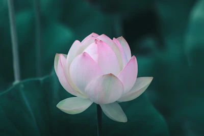 Soft pastel card featuring blooming lotus flowers and gentle gold accents.