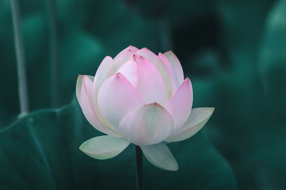 Rosa Lotusblume in voller Blüte
