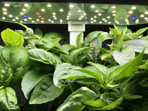 Lush green plant foliage is thriving under a rectangular panel of multicolored LED grow lights, including red, blue, and white lights.
