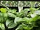 Close-up of a thriving indoor hydroponic garden with lush green plants under LED lights.