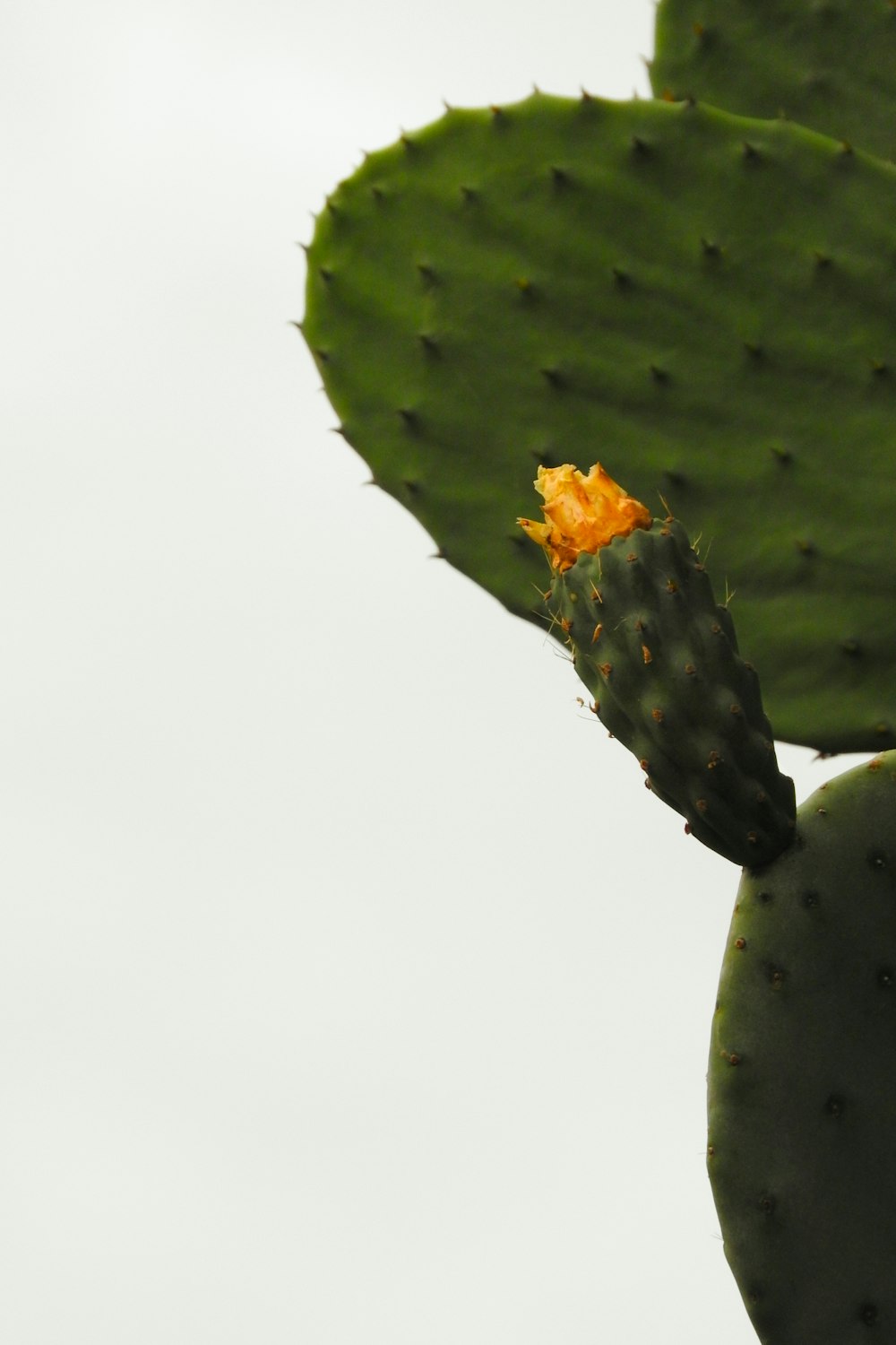 green cactus with yellow flower