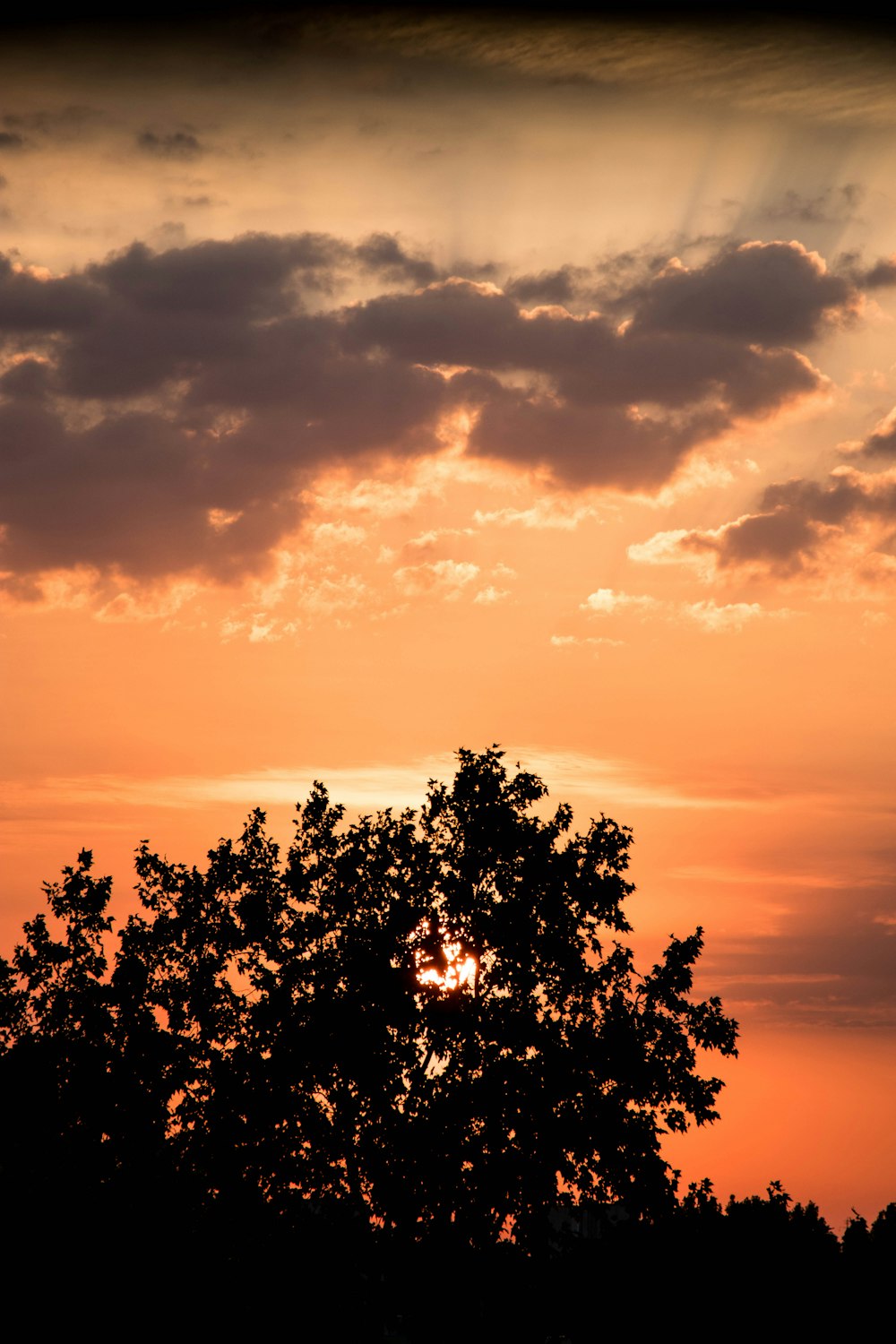 silhouette of trees during sunset