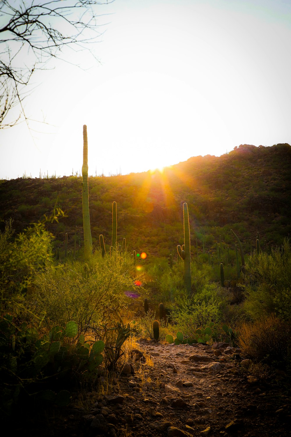 green plants and trees during sunrise