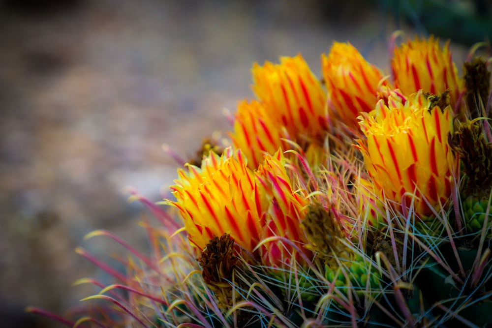 yellow flower in tilt shift lens