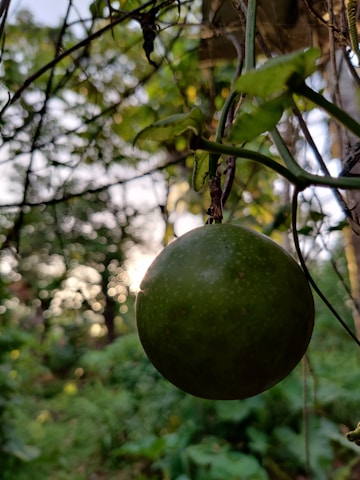 Close-up of ripe monk fruit hanging on a vibrant green vine under warm sunlight.