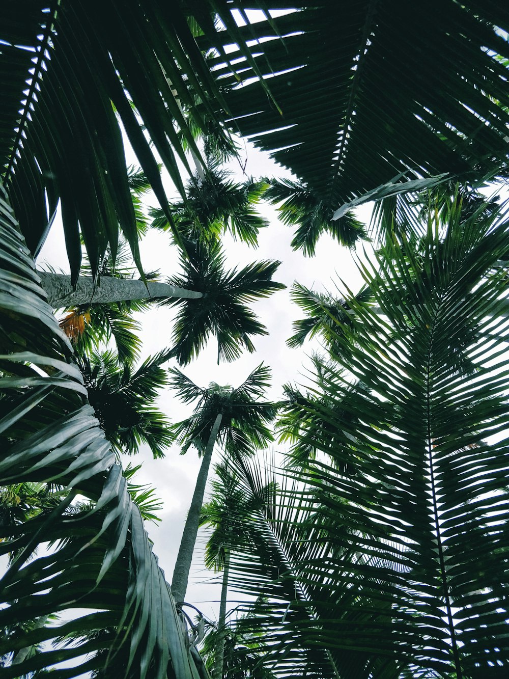 green palm tree during daytime