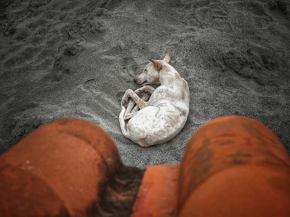white and brown short coated dog lying on brown sand during daytime