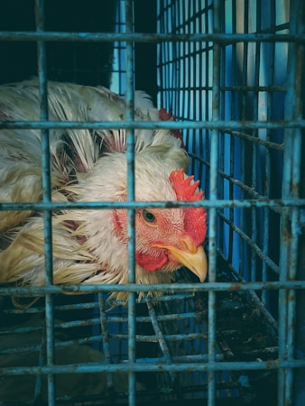 A chicken is confined within a metal cage, highlighting its white feathers and red comb. The bars of the cage are rusty, contributing to a somber atmosphere.