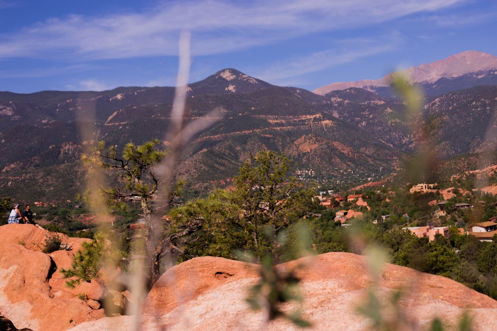 green trees on brown mountain during daytime