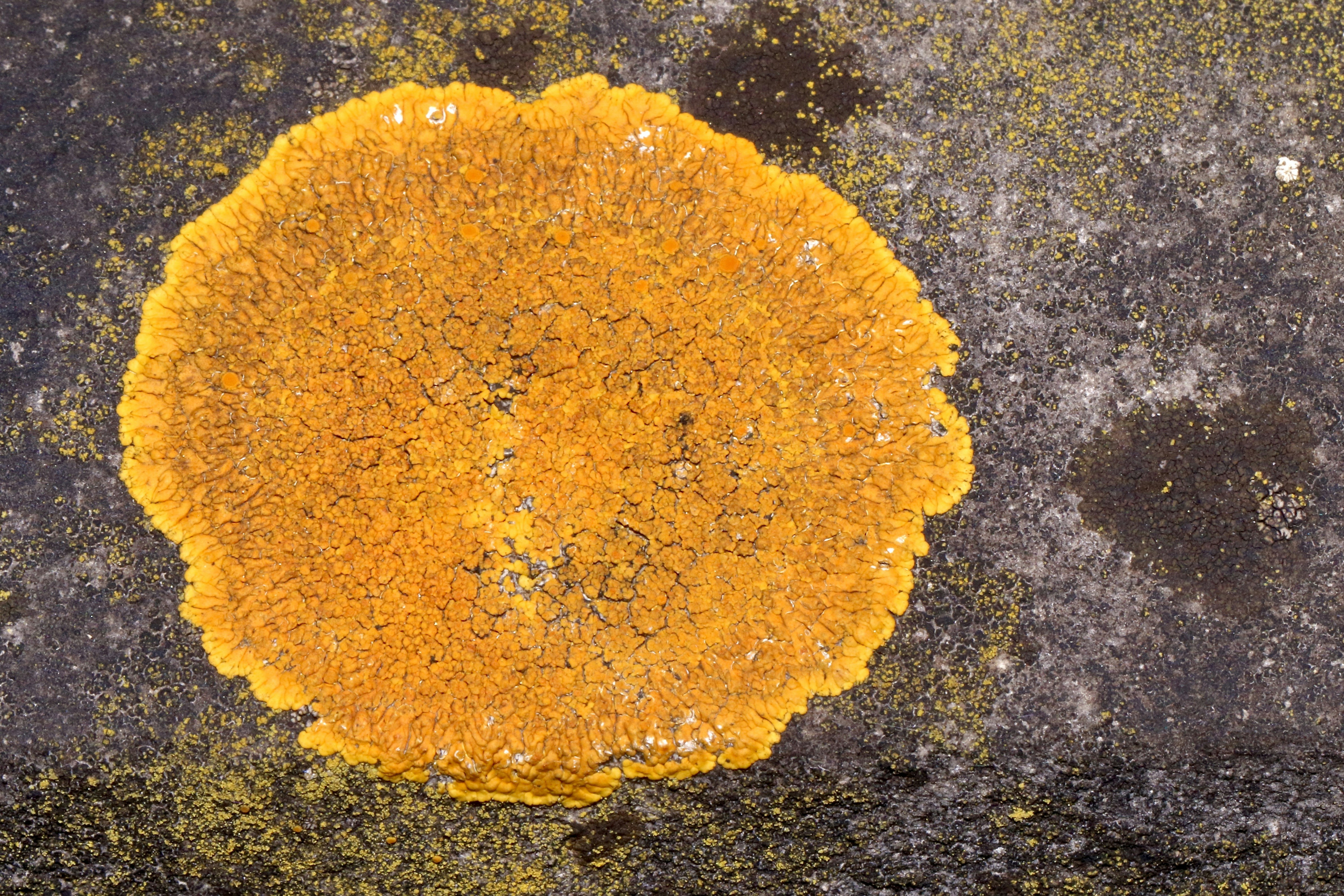 yellow powder on black surface