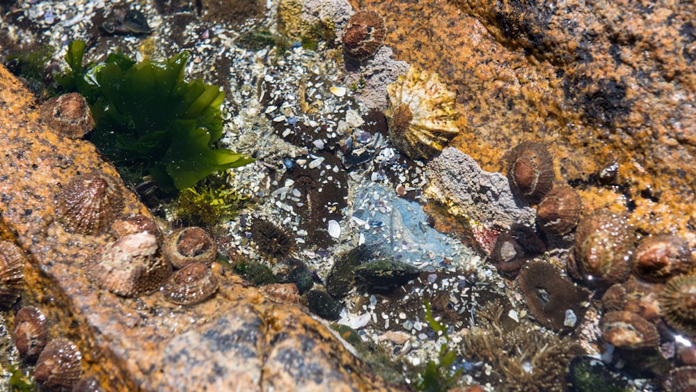 green plant on brown rock