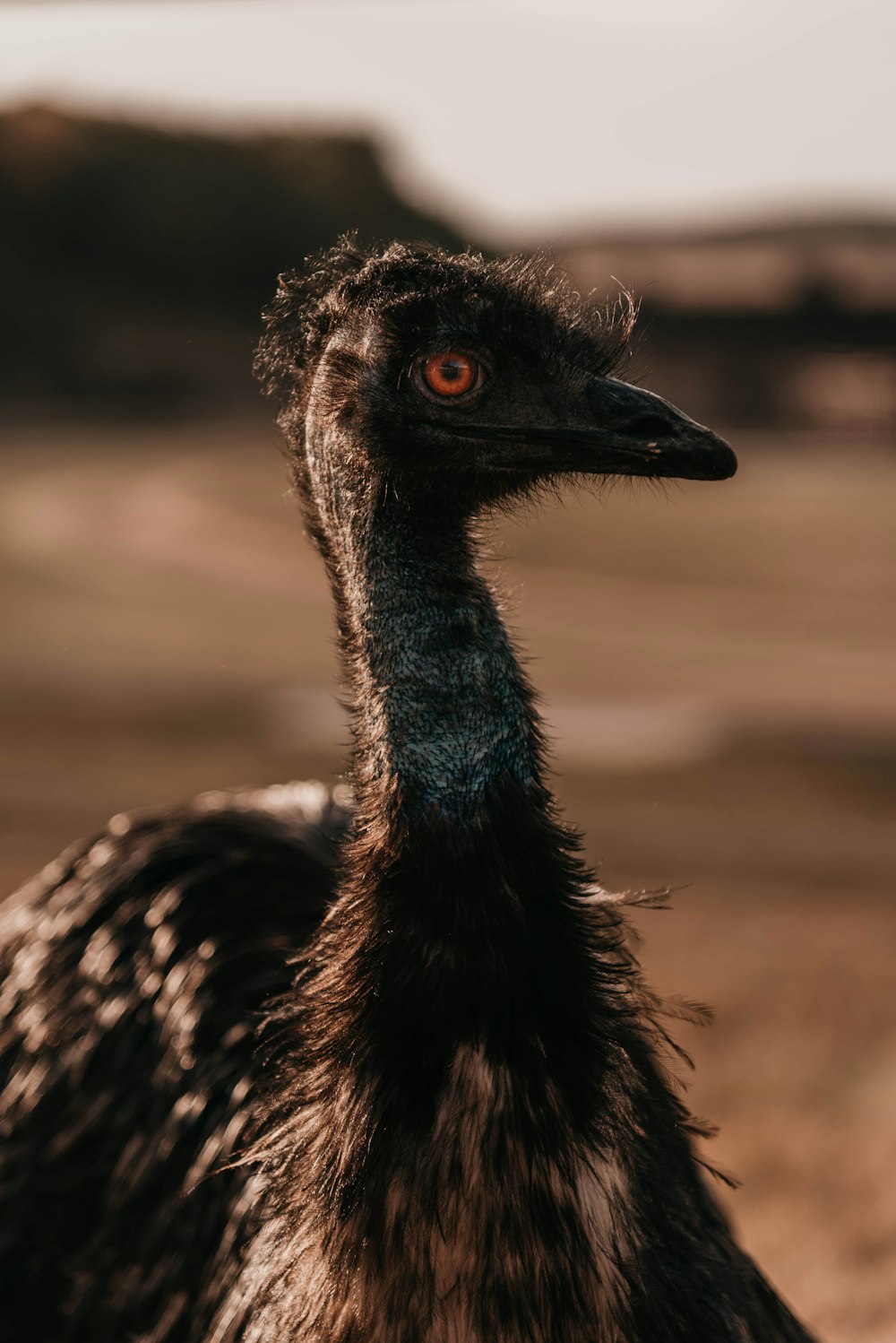 black and brown ostrich head