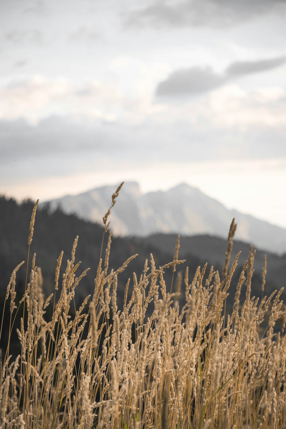 brown wheat field near mountain during daytime