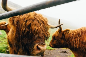 Two Highland cows with long, shaggy, reddish-brown fur and large horns stand near a metal fence in a foggy, grassy field.